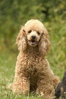 Poodle Collection: Poodle Dog
