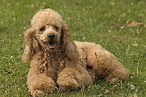 Images Dated 21st June 2004: Poodle Dog