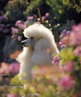 Images Dated 31st May 2013: Poodle Dog