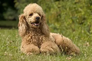 Poodles Prints: Poodle Dog - Lying down