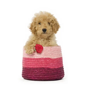 Images Dated 3rd February 2020: Poodle Dog in pink basket holding single red rose Date: 27-Jan-09