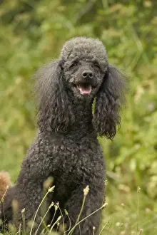 Poodle Dog - Sitting down