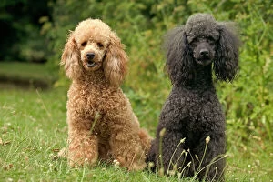 Images Dated 21st June 2004: Poodle Dogs