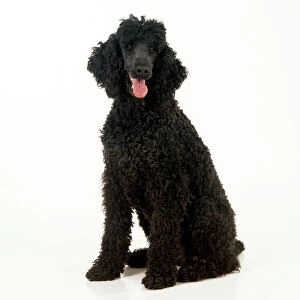 Poodle Collection: Poodle - unclipped