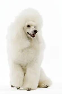 Poodle - white. (French: Caniche Moyen)