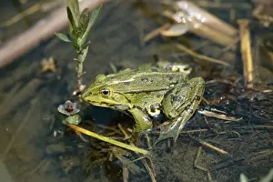 Uk Alien Prints: Pool Frog