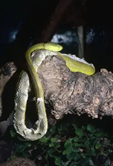 Shed Prints: Pope's Pit Viper - shedding skin - South East Asia