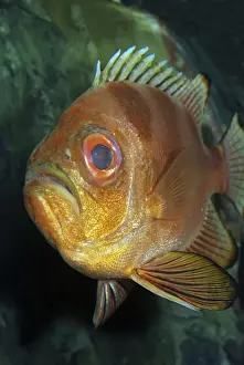 Popeye Catalufa / Big Eye - East Pacific: Deep water rocky shores, California to Peru