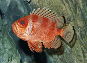 Popeye Catalufa / Big Eye - East Pacific: Deep water rocky shores, California to Peru