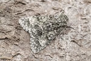 Poplar Grey Moth, Norfolk UK