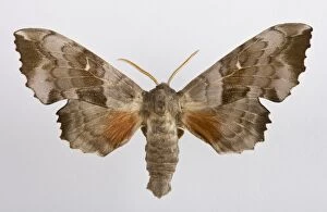 Images Dated 24th April 2008: Poplar Hawk Moth