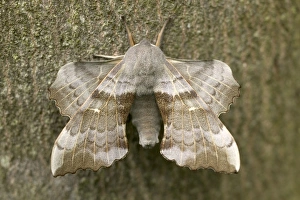 Images Dated 18th March 2005: Poplar Hawk-moth - on bark