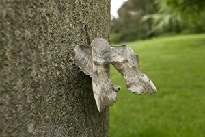 Poplar Hawk-moth - on bark