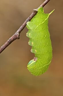 Caterpillar Gallery: Poplar Hawk Moth caterpillar ready for pupation