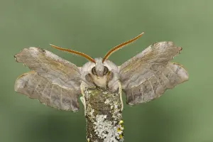 Antennae Prints: Poplar Hawk Moth - Essex, UK IN000940