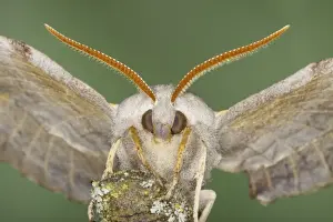 Hawk Moths Prints: Poplar Hawk Moth - Essex, UK IN000941