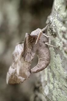 Poplar Hawk-moth, Norfolk UK