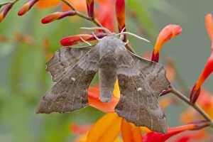 Butterflies And Moths Gallery: Poplar Hawkmoth - on Crocosmia flower