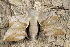 Images Dated 13th July 2006: Poplar Hawkmoth Norfolk UK