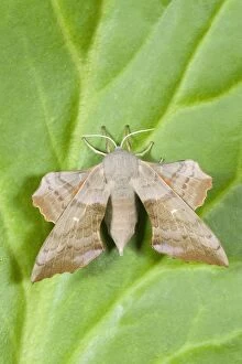 Images Dated 13th July 2006: Poplar Hawkmoth Norfolk UK