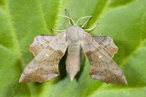 Images Dated 13th July 2006: Poplar Hawkmoth Norfolk UK