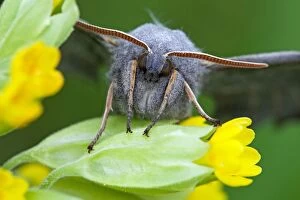Images Dated 27th April 2011: Poplar Hawkmoth - resting on flower in garden - Lower Saxony - Germany