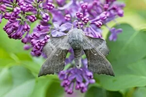 Butterflies And Moths Gallery: Poplar Hawkmoth - resting on lilac blossom in garden