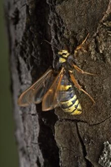 Images Dated 4th July 2005: Poplar Hornet Clearwing / Hornet Moth