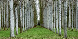 Poplar Prints: Poplar plantation, Wangaratta, northern Victoria, Australia JLR07665