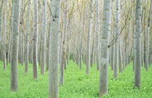 Poplar Prints: Poplar Tree - cultivated for timber province of Granada, Andalusia, Span