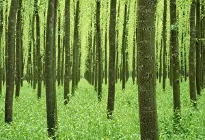 Poplar Prints: Poplar Tree - cultiveted. in evening light. province of Granada, Andalusia, Spain