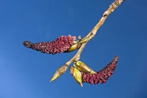 Images Dated 30th March 2010: Poplar Tree - male catkins