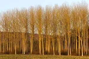 Poplar Trees