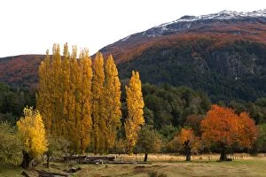 Argentinian Gallery: Poplar Trees