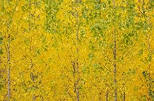 Botany Gallery: Poplar trees in autumnal colours cultivated for timber