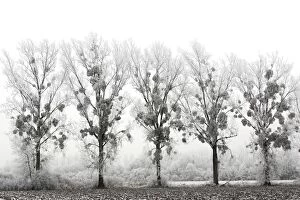 Images Dated 3rd February 2006: Poplar Trees - covered in frost with mistletoe. Alsace - France