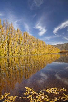 Deciduous Gallery: Poplar trees and irrigation dam on orchard