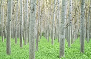 POPLARS - grown for timber