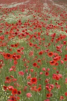 Images Dated 6th June 2012: Poppies
