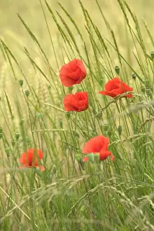 Poppies