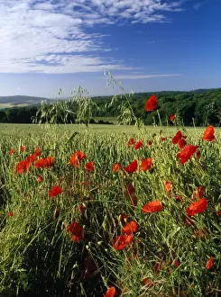Weeds Prints: Poppies - arable weed field Ranscombe farm, Kent, UK