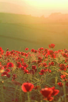 Farmland Collection: Poppies in cereal crop, sun haze/flare - backlit