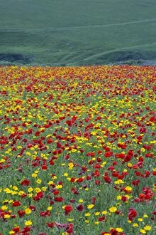 Images Dated 29th June 2012: Poppies and Corn Marigolds (Chrysanthemum segetum)