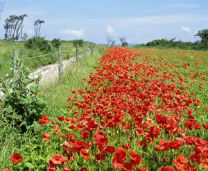 Field Margin Prints: Poppies - on field margin in June. West Sussex, UK