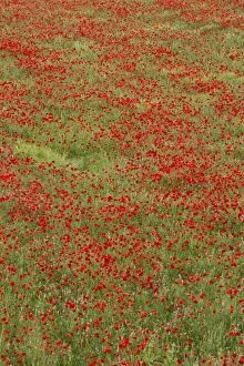 Poppies in field with Sainfoin in spring Italy