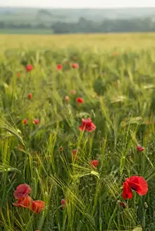 Barley Prints: Poppies in green barley