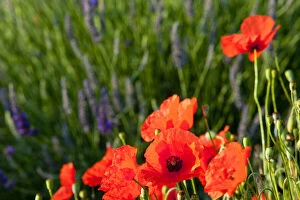 Middle Gallery: Poppies growing in the middle of a field