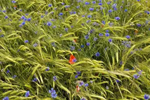 Poppies (Papaver rhoeas) and cornflowers (Centaurea cyanus) in a mountain cornfield, edge of Ecrins National Park, France