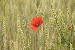 Crops Collection: Poppies - in wheat / corn field