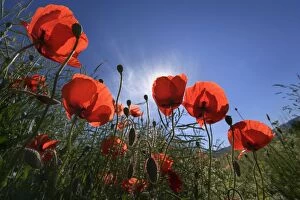 Images Dated 30th May 2011: Poppy - bright red blooming field Poppies in summer sun